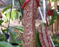 Large Miranda Pitcher plants 6 inch hanging Miranda