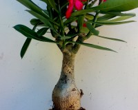 Large Imported Desert Rose Bonsai Tree