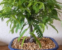 Tamarind Specimen Bonsai Tree 20yrs Old