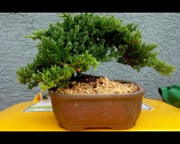 Juniper Bonsai Large Tree Trained