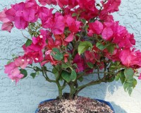 12yrs Orange Bougainvillea specimen bonsai tree.