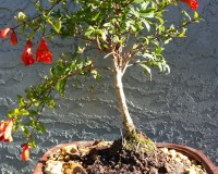 Pomegrante Bonsai Tree in 8 inch pot