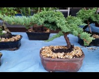 Juniper 9yrs old in etched bonsai pot