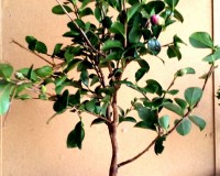 Pink Camellia Flowering Specimen Bonsai Tree 15yrs Old