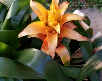 Bromeliad Yellow in 6inch pot. Grade 1 best type