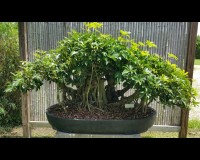 MONSTER UMBRELLA FOREST PLANTING (SOLD)