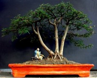 Paulo Roberto Marasca › Photos › Penjin Calliandra