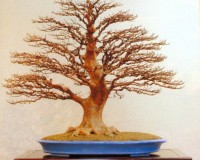 Dario Ascoli › Photos › Foto Bacheca