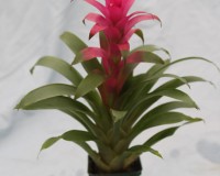 bromeliad