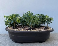 9 Tree Umbrella forest planting in quality mica bonsai pot