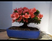 Azalea Flowering Bonsai Tree Pink
