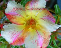 Crazy very rare Desert Rose seeds