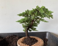 New Beginner bonsai tree from lousbonsai.com