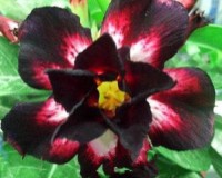 Black Eyes Desert Rose Rare Seeds