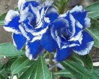 Blue and White Desert Rose Seeds.  Never seen before