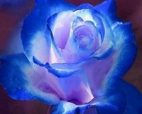 Blue and some white Desert Rose seeds (5)