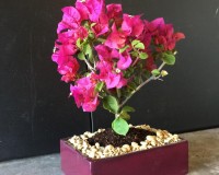 Flowering bougainvillea bonsai tree Indoors