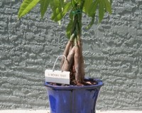 Sm Braided Money Tree By Lousbonsai