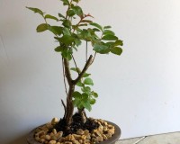 Deep Red Crape Myrtle bonsai tree in 8 inch pot.