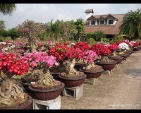 Amazing Desert Roses Specimens Pattarawut Gutee
