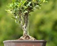 Ficus Retusa banyan bonsai tree 15yrs old