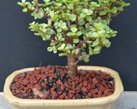 Varigeted Jade Bonsai Tree Small