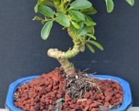 Coiled Umbrella Small Indoor Bonsai Tree Small
