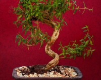 Flowering Serissa Bonsai Tree By Lousbonsai