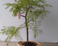 Princess earrings bonsai tree