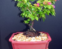 15yrs Pink Bougainvillea specimen bonsai tree.