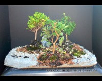 RED FLOWERING AZALEA 3 BONSAI TREE ON SLAB