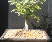 Mimosa Bonsai Tree 12yrs Old