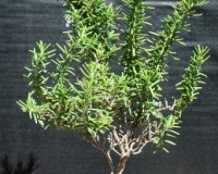 Rosemary Blue Flowering Bonsai Tree