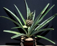 REAL MINI PINEAPPLE Bonsai Tree