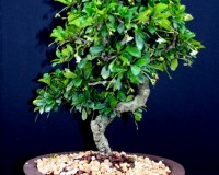 17Yr Fukien Tea Specimen Bonsai Tree By Lousbonsai