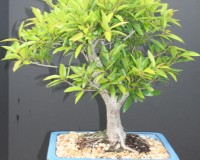 Ficus Nerifolia Specimen Bonsai Tree
