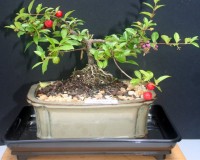 Small Flowering Weeping Cherry 6 Bonsai Tree By Lousbonsai