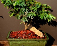 Large Powderpuff Bonsai Tree By Lousbonsai