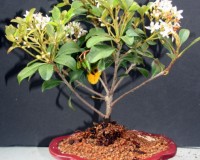 Dwarf Hawthorn White Flowering Bonsai Tree Large