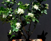 WHITE FLOWERING JASMINE BONSAI TREE