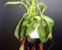 Pitcher plants 6 inch hanging