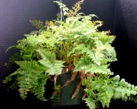 Rabbits foot 6 inch hanging basket