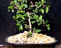 Dwarf Cherry Bonsai Tree By Lousbonsai