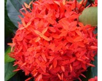 One Gallon Dwarf IXORA SMALL Leaf