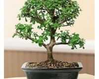 Jade Bonsai Tree Small Leaf Medium