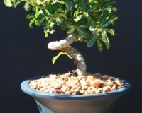 Large Varigated Coiled Umbrella in a Glazed Bonsai Pot