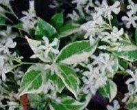 Jasmine variegated Confederation Gallon