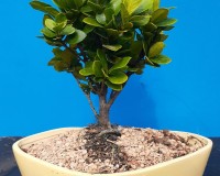 Dwarf little gem gardenia white and gold blooms