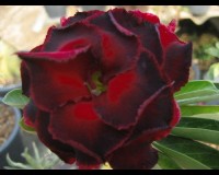 LUCKNIRUN DEEP RED DESERT ROSE SEEDS