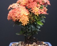 Orange Petite Ixora Bonsai Tree